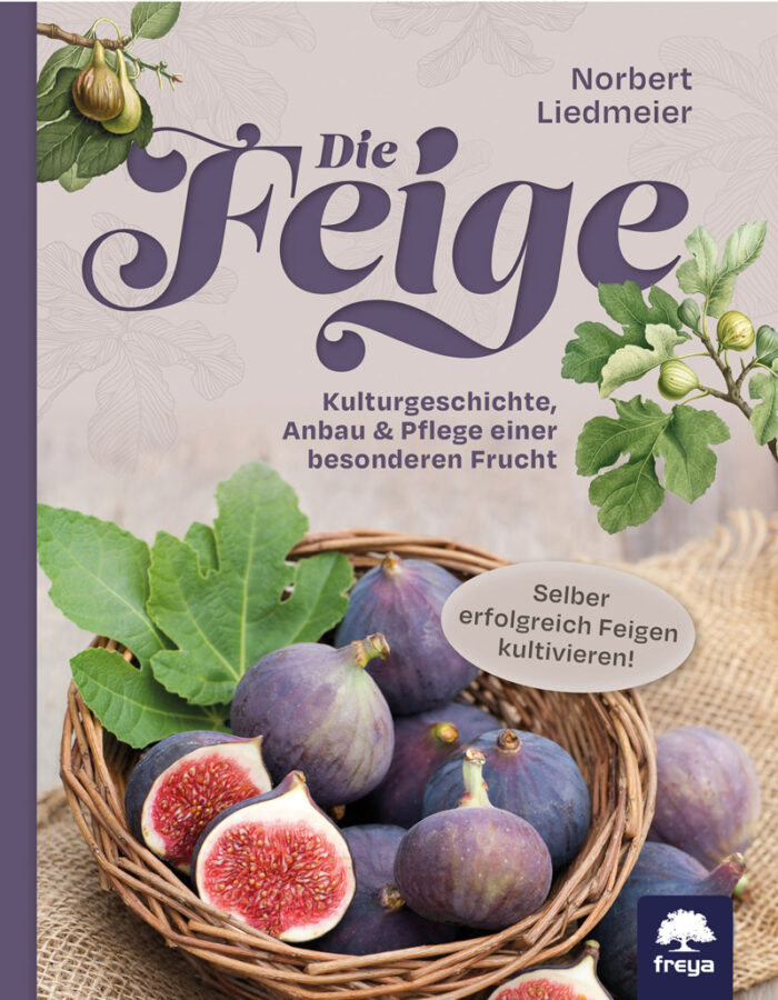 Die Feige